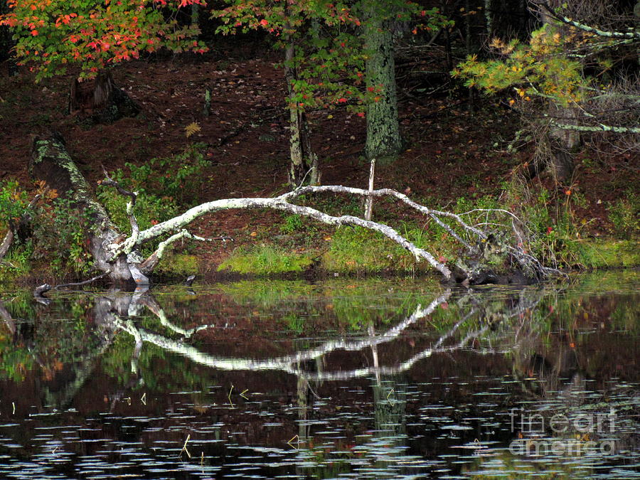Peck Pond Autumn Reflections II Photograph by Lili Feinstein