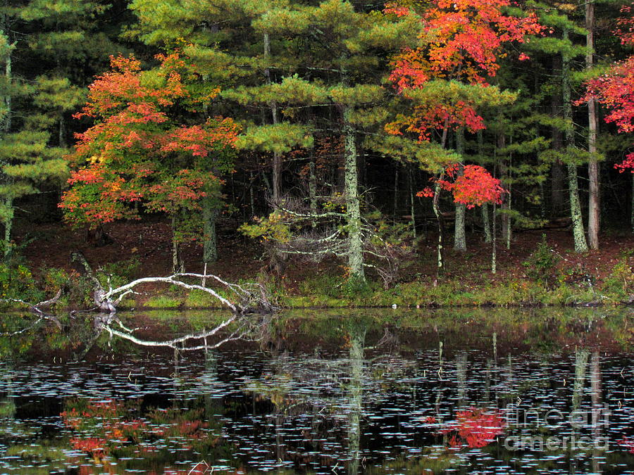 Peck Pond Autumn Reflections III Photograph by Lili Feinstein