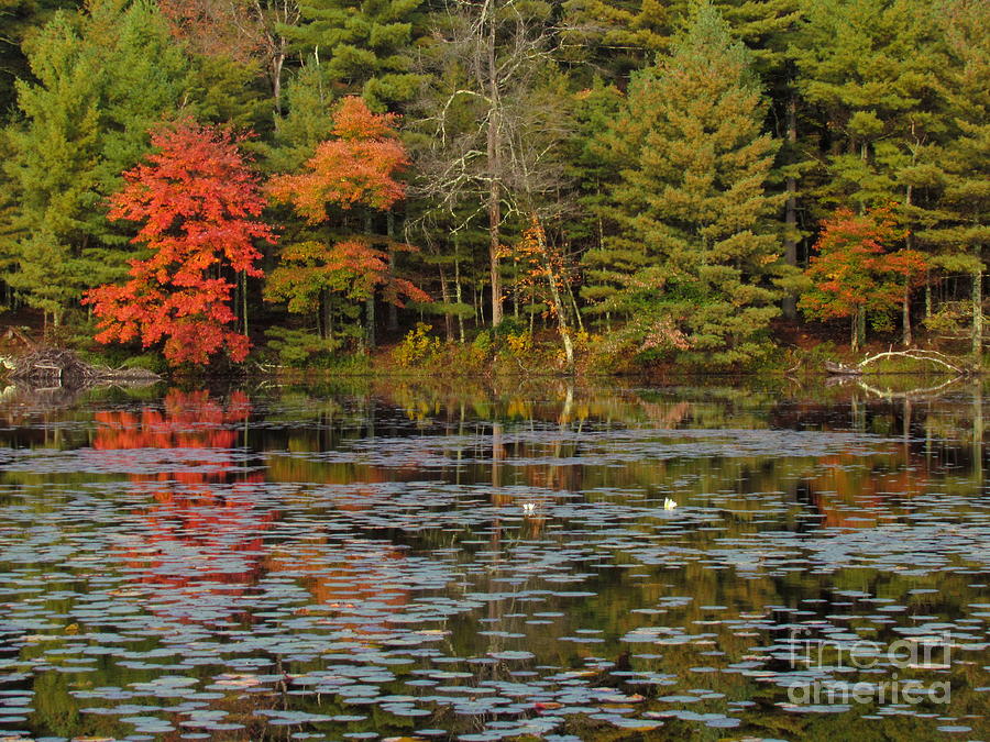 Peck Pond Autumn Reflections Photograph by Lili Feinstein