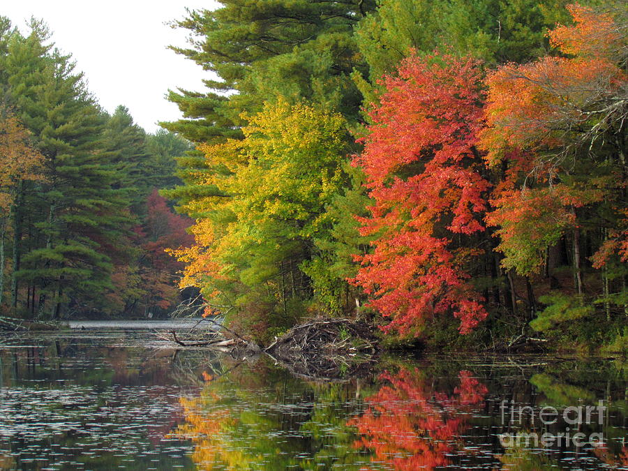 Peck Pond Autumn Reflections V Photograph by Lili Feinstein