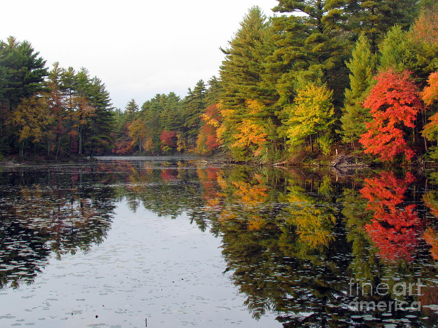 Peck Pond Autumn Reflections VII Photograph by Lili Feinstein