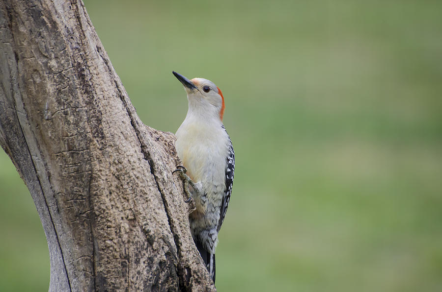 Woodpecker Photograph - Pecker by Heather Applegate
