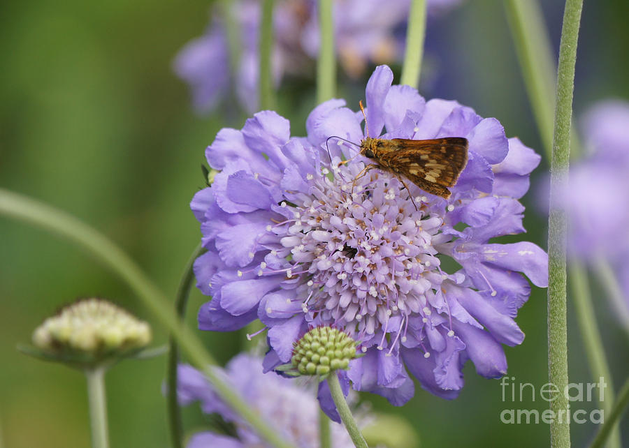 Pecks Skipper Butterfly on Pincushion Flower Photograph by Robert E Alter Reflections of Infinity