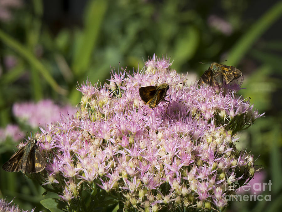 Pecks Skipper Moth 2 Photograph by Jon Munson II