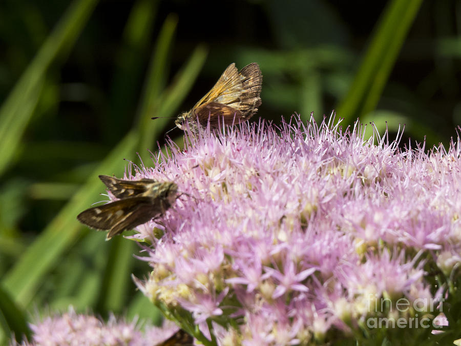 Pecks Skipper Moth Photograph by Jon Munson II