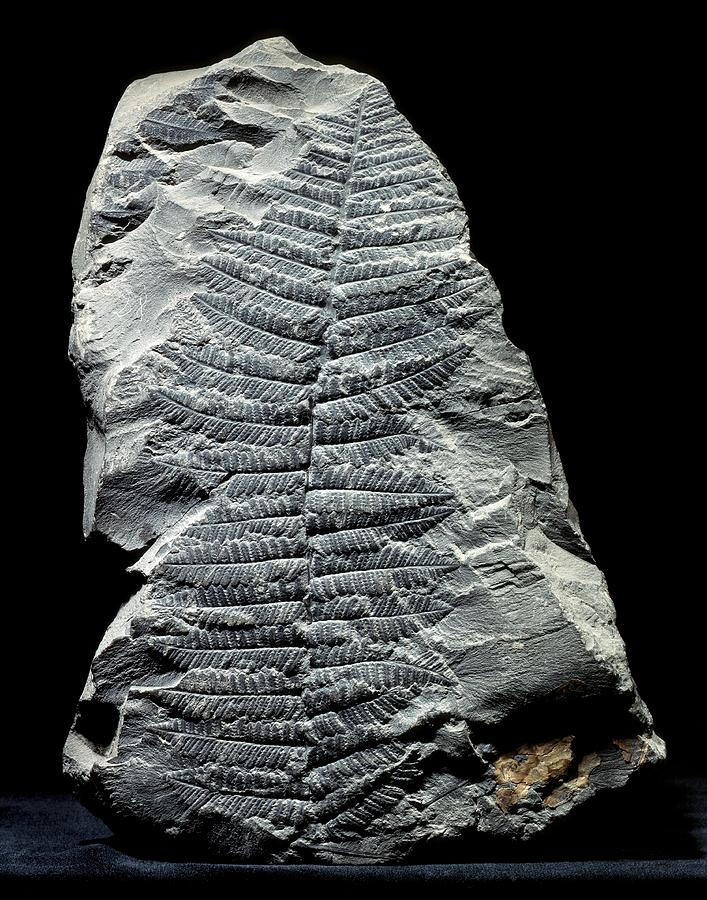 Prehistoric Photograph - Pecopteris Fern Fossil by Gilles Mermet