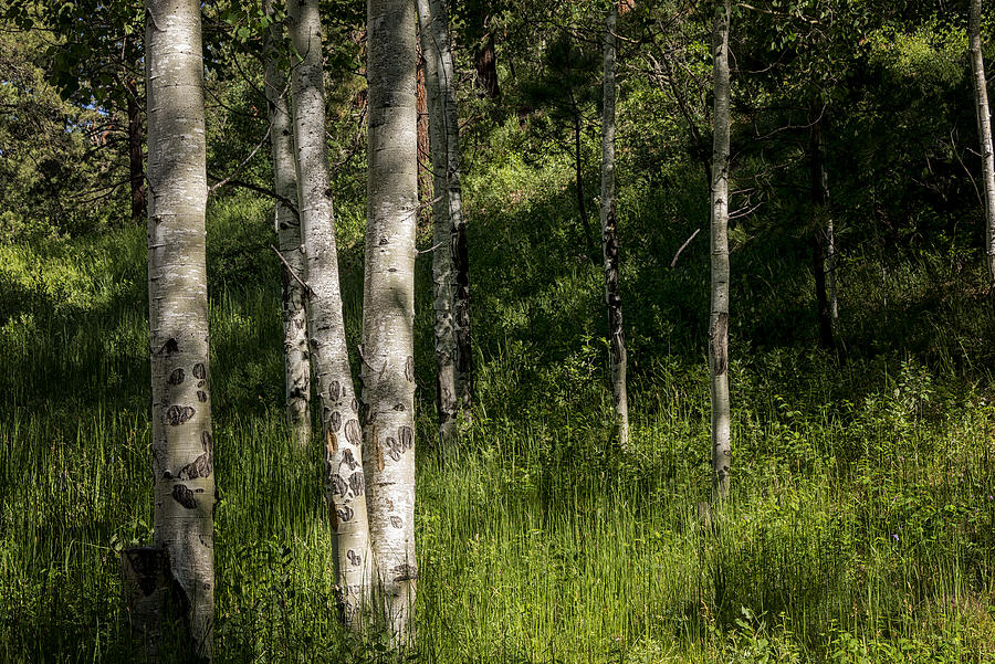 Nature Photograph - Pecos Wilderness Aspen - Pecos New Mexico by Brian Harig