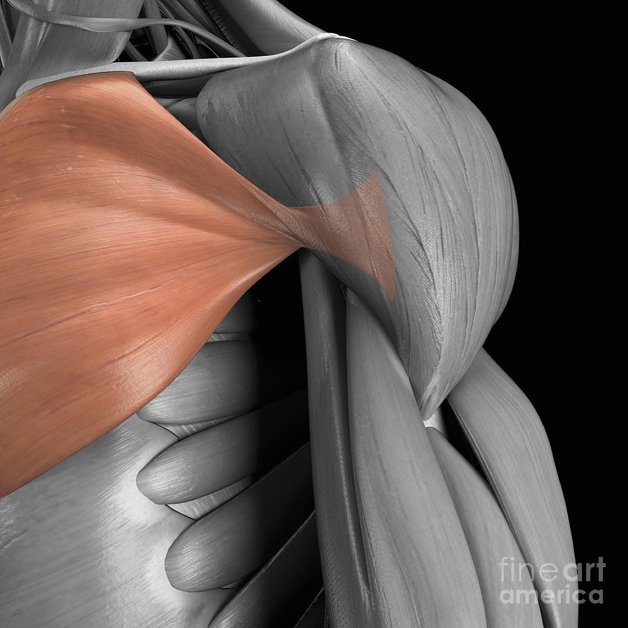 Pectoralis Major Muscle #6 by Sebastian Kaulitzki/science Photo