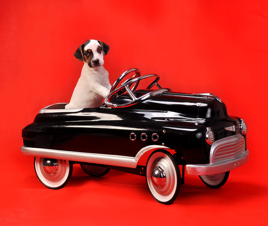 Pedal Car Puppy On Red Photograph