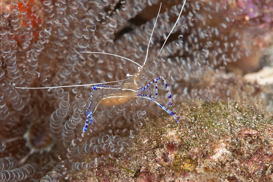 Pederson Cleaner Shrimp Photograph by Andrew J. Martinez