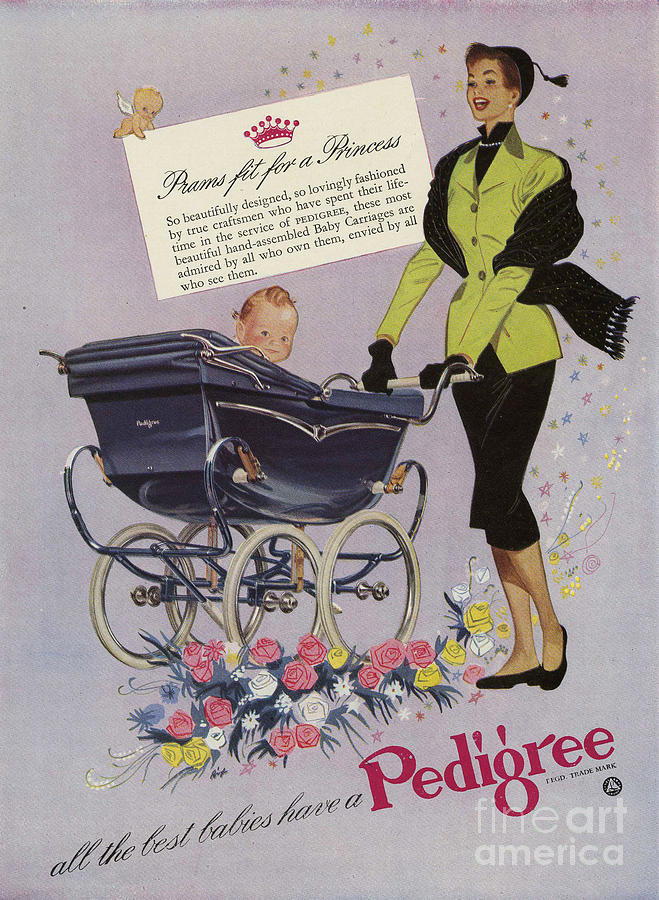 1950s Drawing - Pedigree  1952  1950s Uk Prams Babies by The Advertising Archives