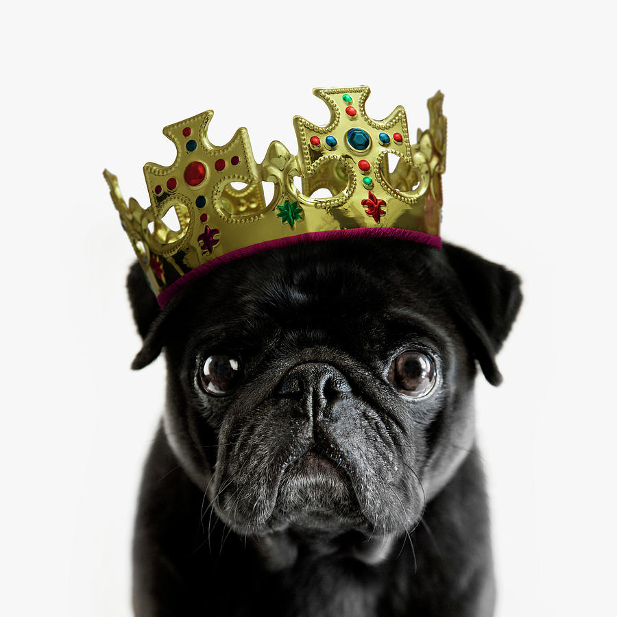 Pedigree Pug Wearing A Crown Against Photograph by Andrew Bret Wallis