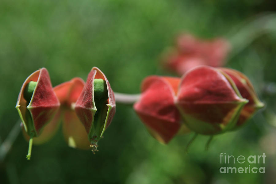 Pedilanthus bracteatus Euphorbiaceae - Slipper Plant  Photograph by Sharon Mau
