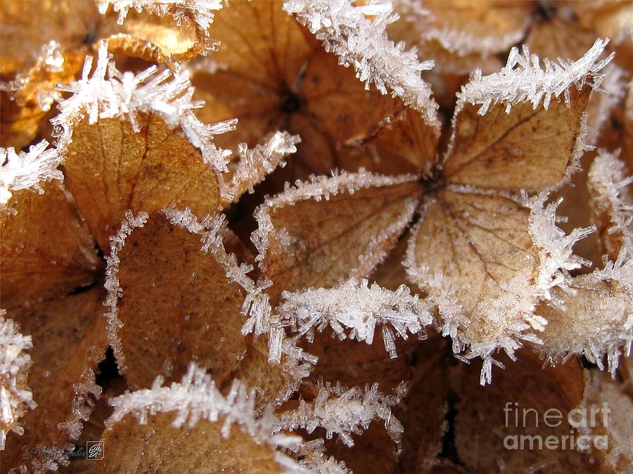 Pee Gee Hydrangea Trimmed with Frost Photograph by J McCombie