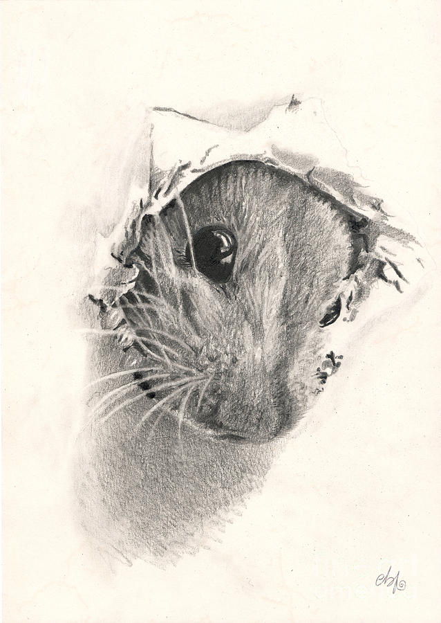 Animal Drawing - Peeckaboo by Bianca Ferrando