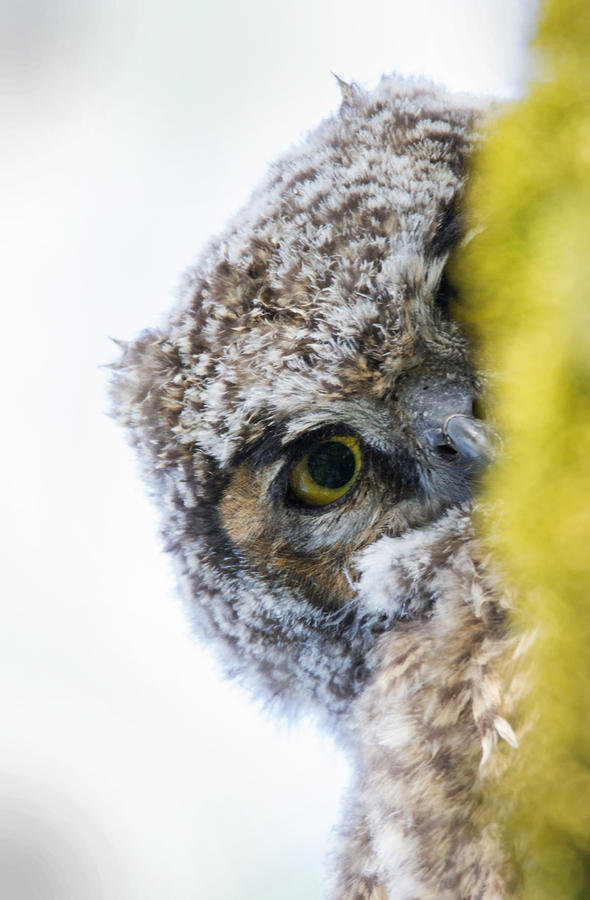 Peek a Boo Baby Owl Photograph by Angie Vogel