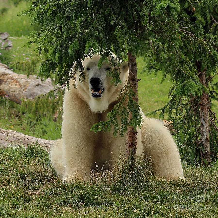 Peek-a-Boo Bear Photograph by Karen Adams