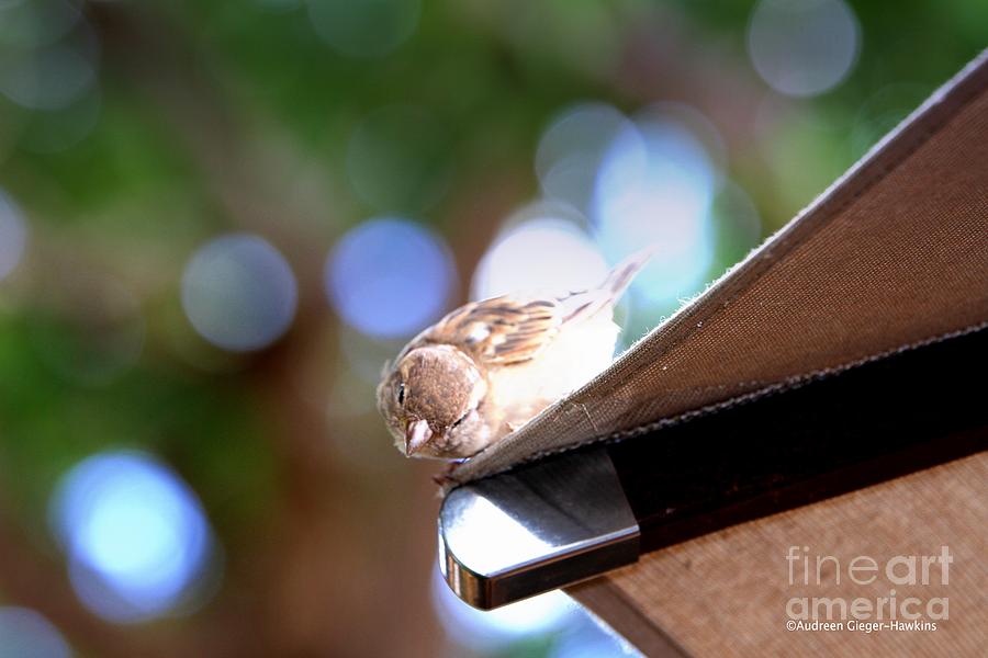 Sparrow Photograph - Peek a Boo Bird by Audreen Gieger