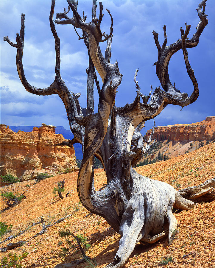 Peek-a-Boo Bristlecone Photograph by Ray Mathis