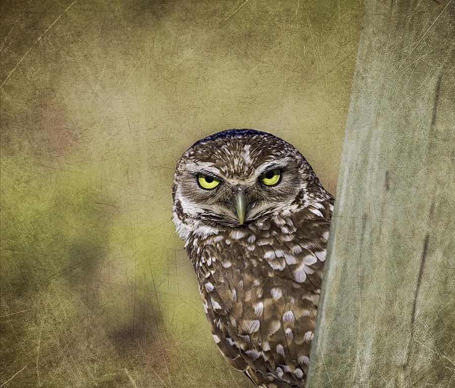 Peek A Boo - Burrowing Owl Photograph by Kim Hojnacki
