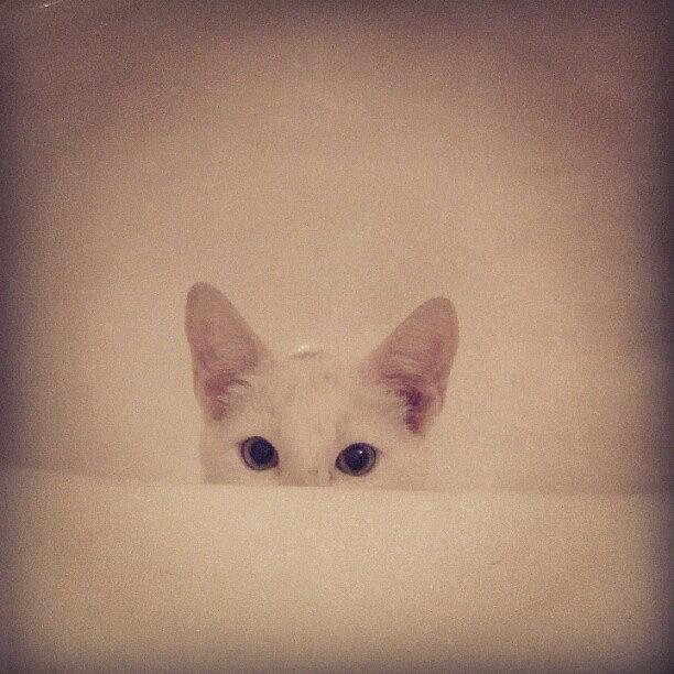 Cat Photograph - Peek-A-Boo Cat by Stefanie Adami