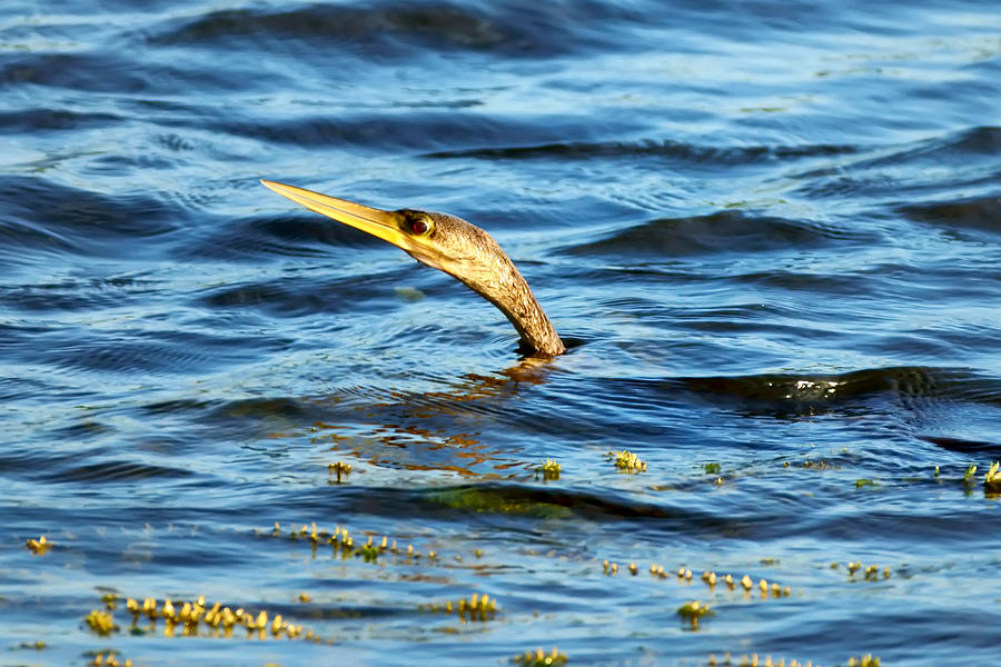 Peek A Boo Photograph by Dan Dennison - Fine Art America