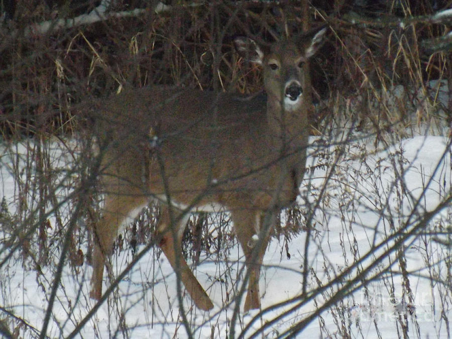 Peek a Boo Deer Photograph by Brenda Brown