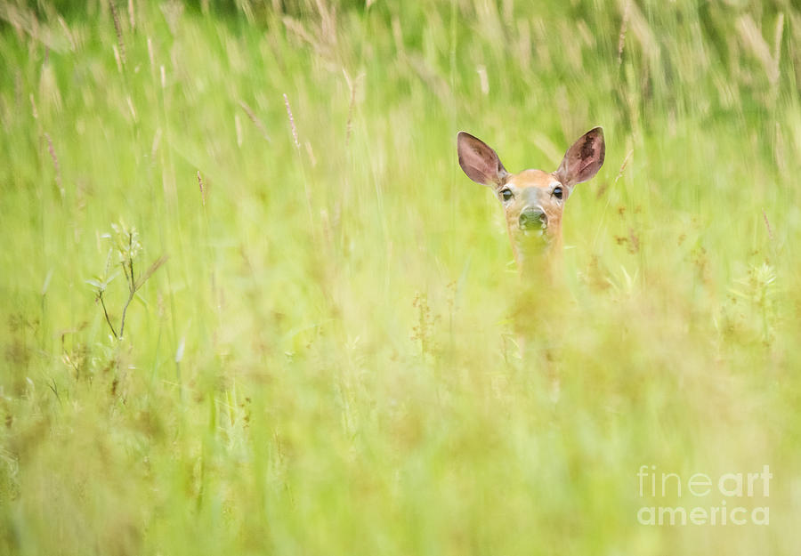 Peek a Boo Deer Photograph by Cheryl Baxter