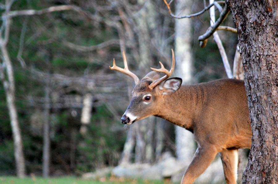 Peek-a-Boo Deer Photograph by Lena Hatch - Fine Art America