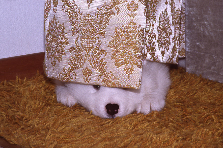 Dog Photograph - Peek-A-Boo by Ginny Barklow