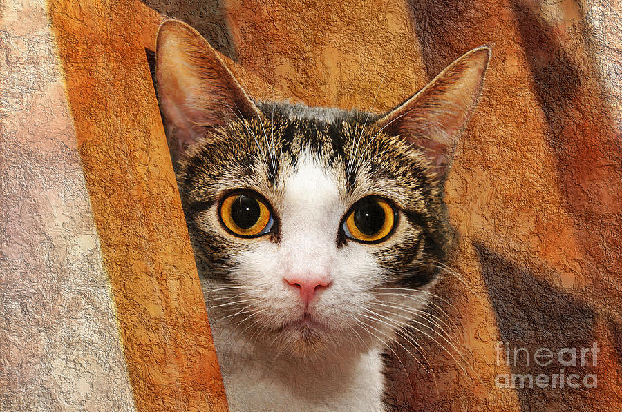 Cat Photograph - Peek A Boo I See You by Andee Design