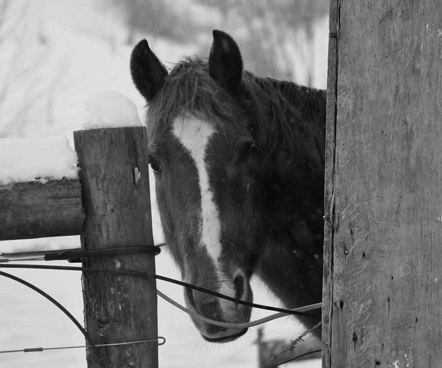 Peek-a-boo Photograph by Jeffrey Randolph - Fine Art America