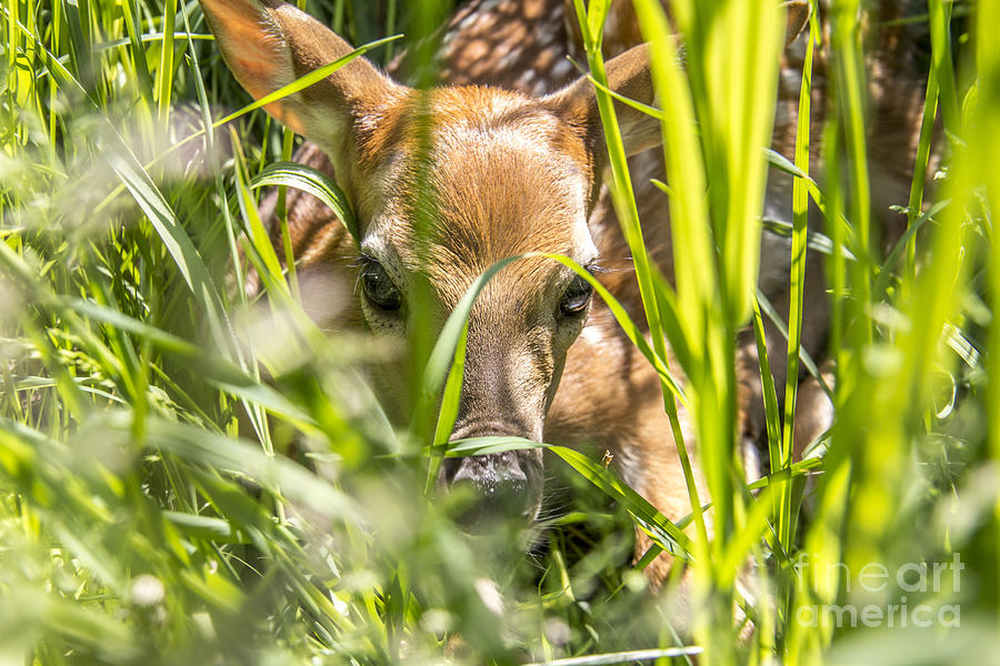 Deer Photograph - Peek-a-boo by Jim Lepard