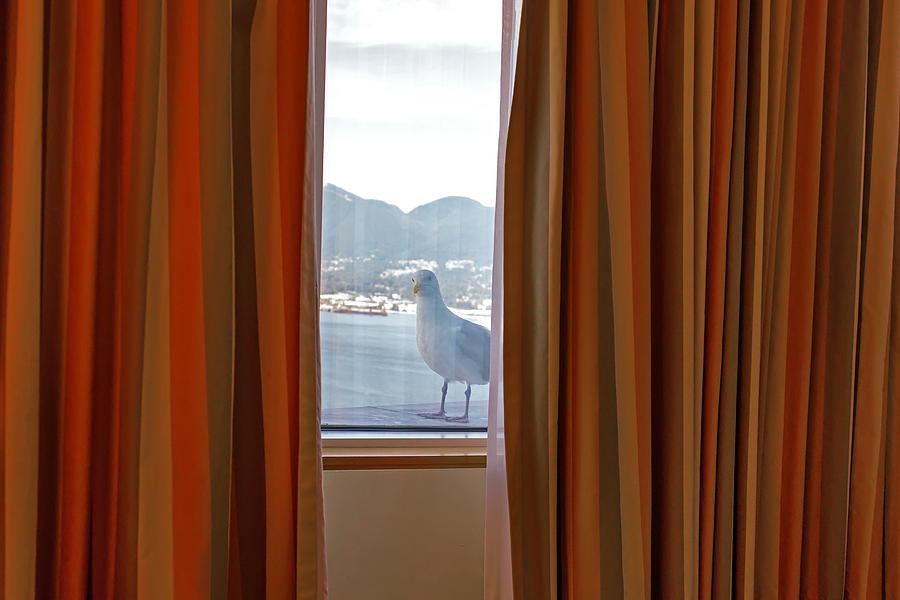 Seagull Photograph - Peek-A-Boo by Jodi Jacobson