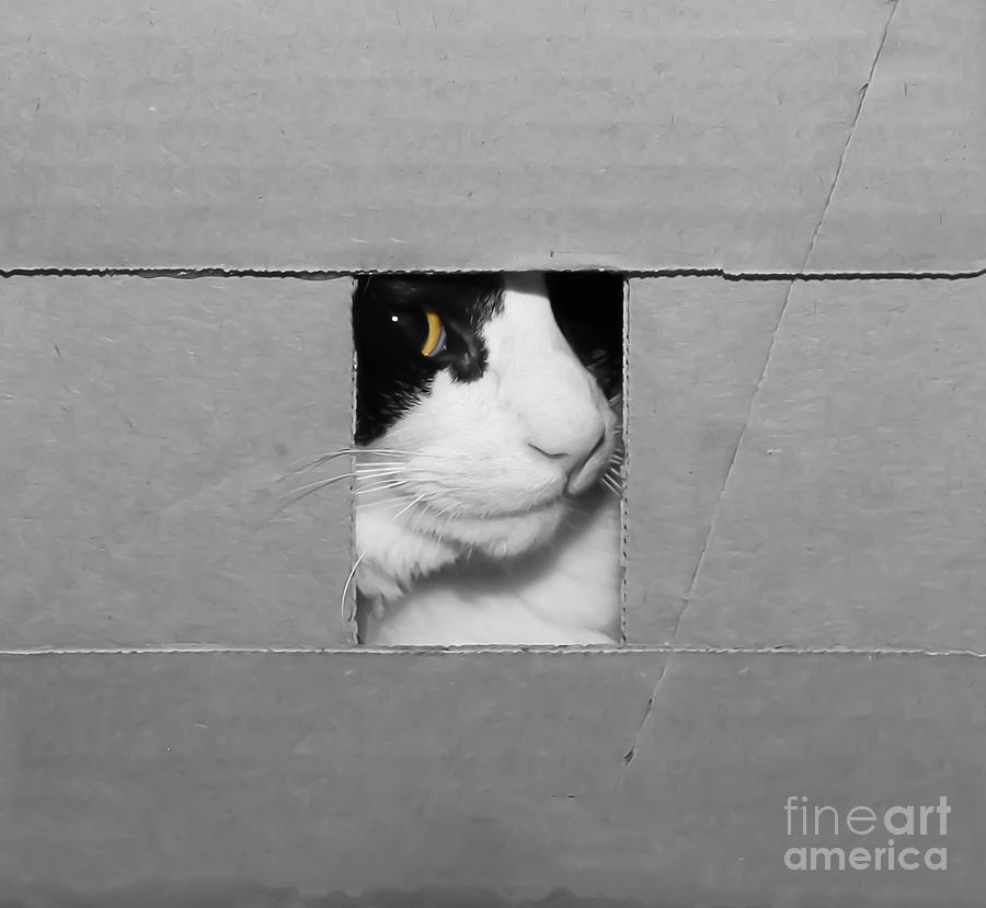 Peek a Boo Kitty Digital Art by Lori Frostad