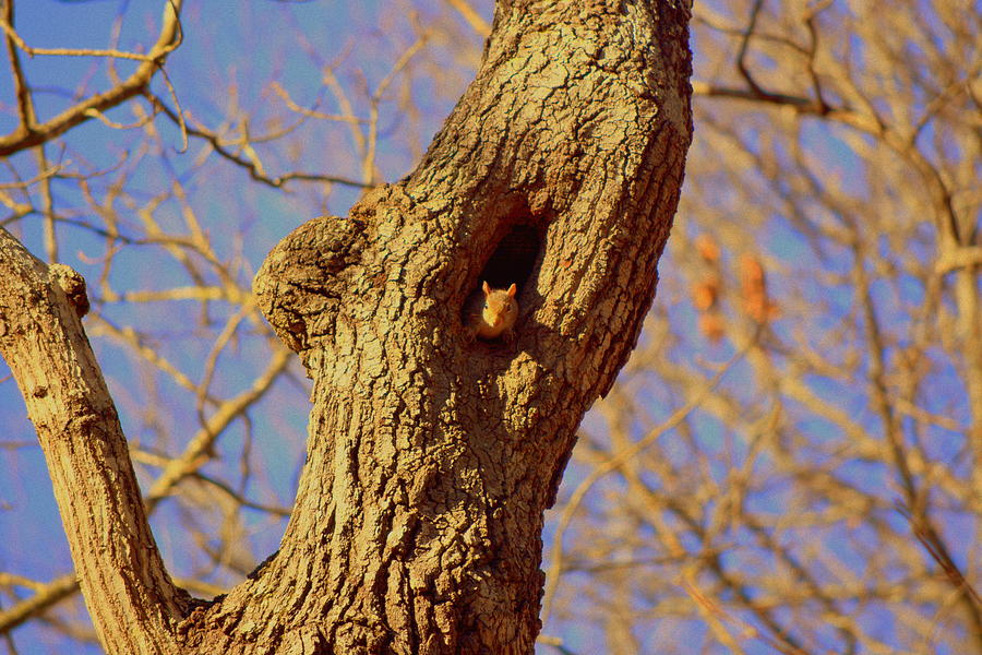 Squirrel Photograph - Peek A Boo by Lisa Wooten