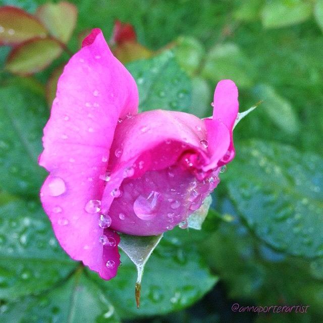 Garden Styles Photograph - Peek-a-boo, Pink Rosebud And Raindrops by Anna Porter