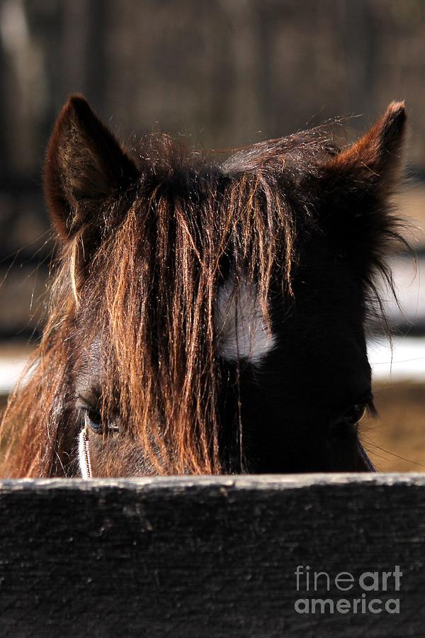 Peek-a-Boo Pony Photograph by Janice Byer