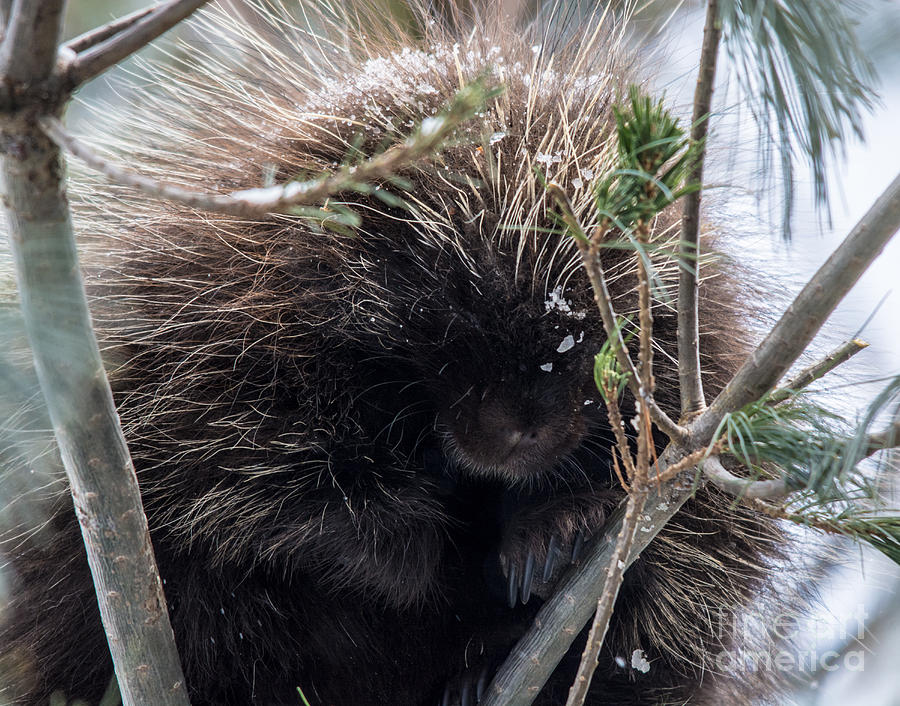 Peek a boo Porcupine Photograph by Cheryl Baxter