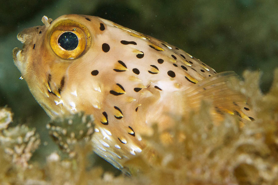 Wildlife Photograph - Peek-a-boo Puffer by Mark Sidwell
