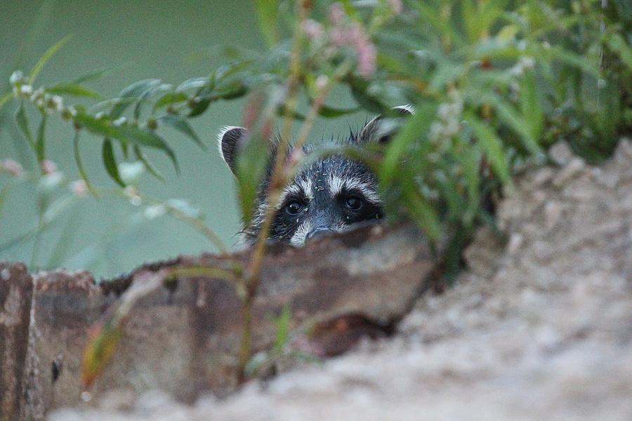 Peek-a-Boo Raccoon II Photograph by John Dart