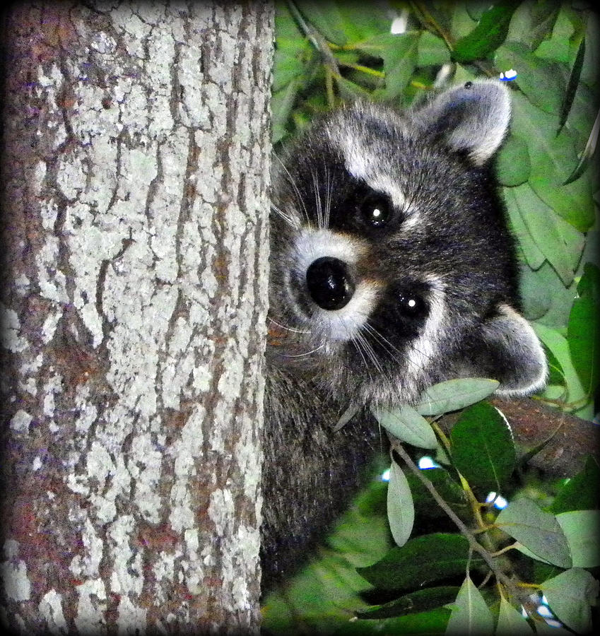 Peek A Boo Raccoon Photograph by Sheri McLeroy