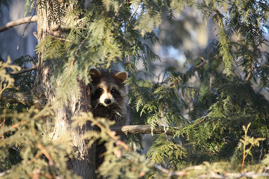 Wildlife Photograph - Peek-a-boo Racoon by Sue Chisholm