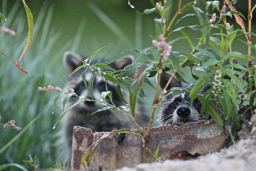 Peek-a-Boo Racoons Photograph by John Dart