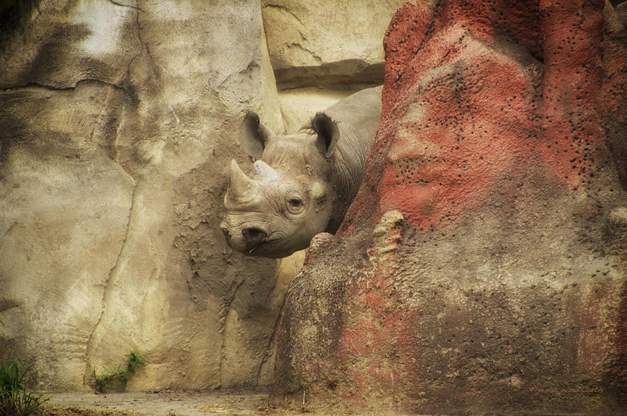 Peek A Boo Rhino Photograph by Thomas Woolworth