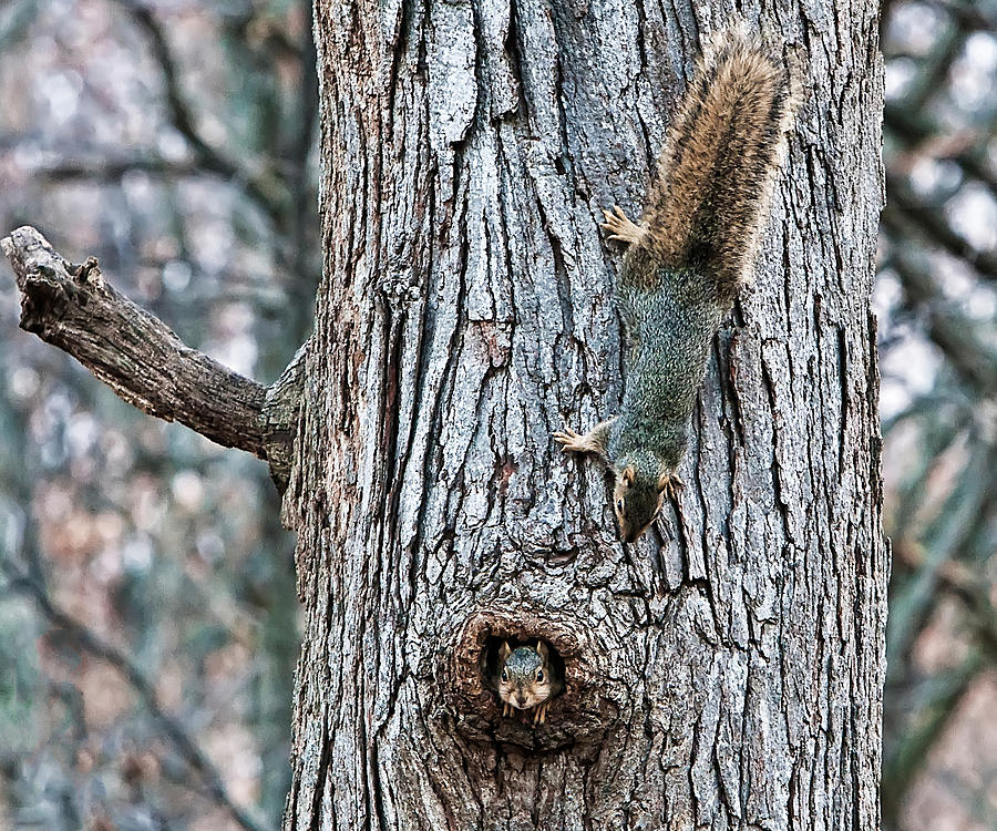 Peek-A-Boo Squirrels  Photograph by Scott Wood