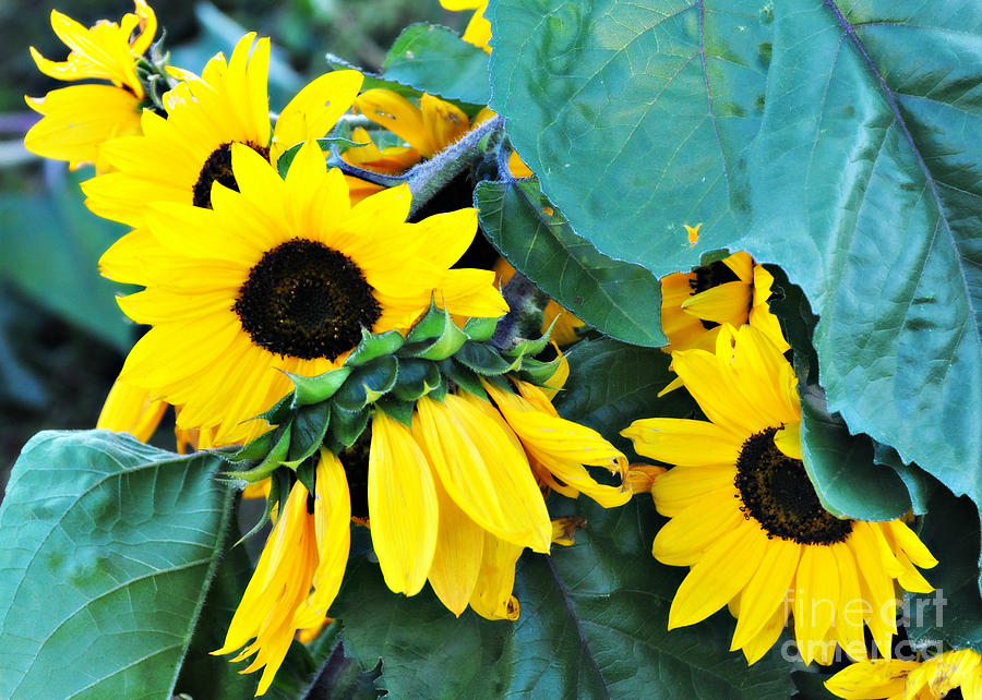 Peek A Boo Sunflowers Photograph by Mindy Bench