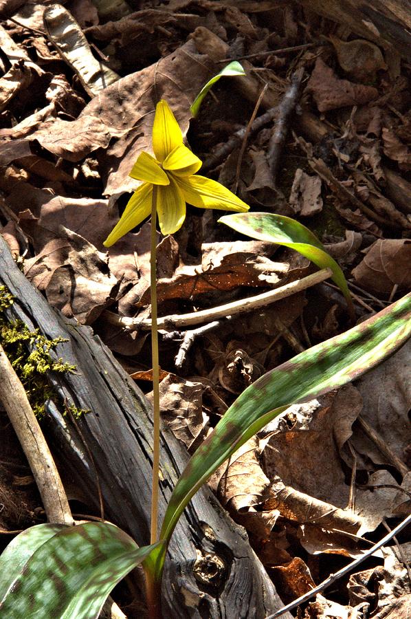 Spring Photograph - Peek-a-boo Trout Lily by Valerie Kirkwood