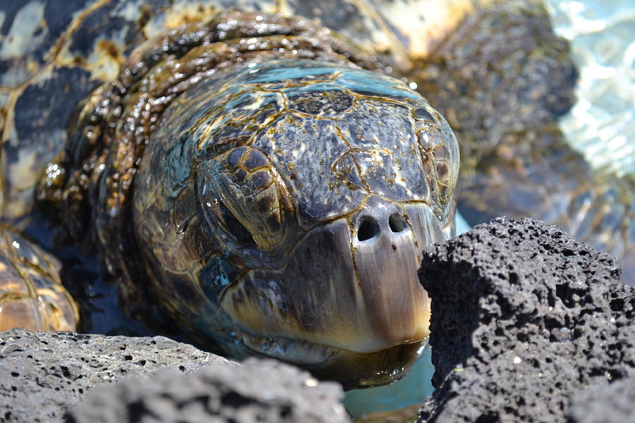 Peek-a-boo Turtle Photograph by Amanda Eberly