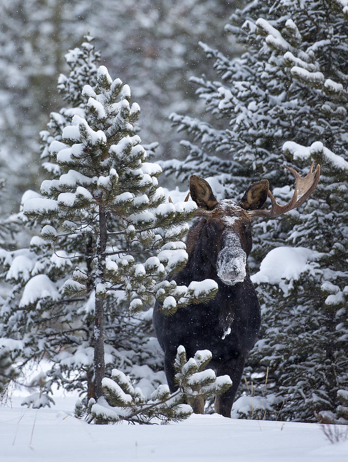 Peek-a-Moose Photograph by Max Waugh